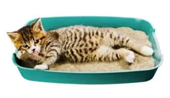 새끼 고양이를 담가 훈련시키는 방법