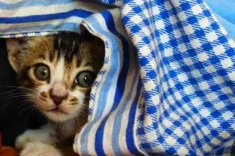 Ein Kätzchen beruhigen, das nicht aus seinem Versteck herauskommt