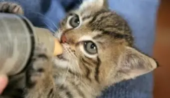 Ako odstaviť mačiatko kŕmené z fľaše