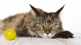 Maine Coon sur une table en bois close-up
