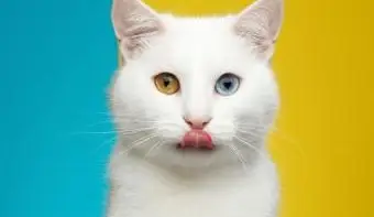 chat avec une couleur d'yeux différente