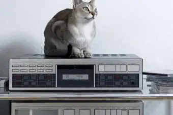 Chat assis sur une chaîne stéréo