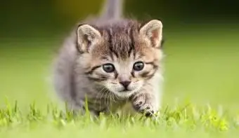 Noms uniques pour un chaton garçon