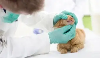 Veterinario che esamina un gattino
