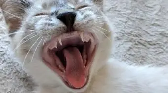 I gattini perdono i denti da latte?