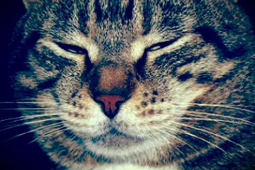 10 grandes raças de gatos domésticos para adorar