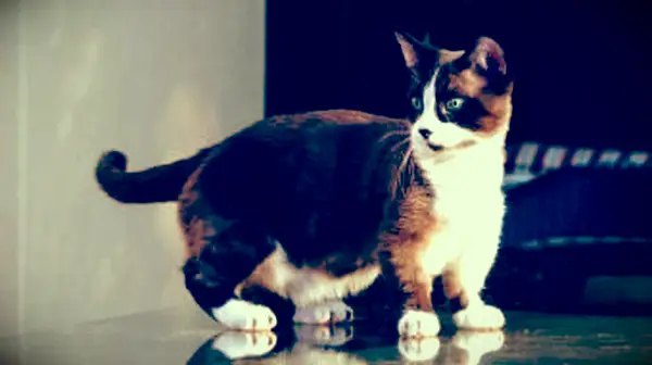 Urocze rasy kotów karłowatych i filiżanek