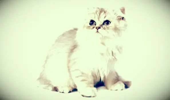 Charakteristika perzských mačiek činčily