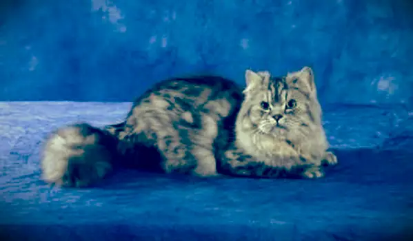 Strieborná tabby mačka