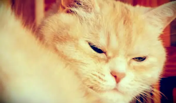 Krémová tabby mačka