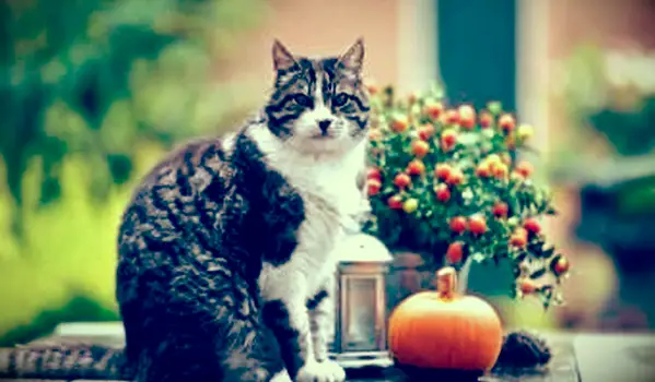 Farebná tabby mačka