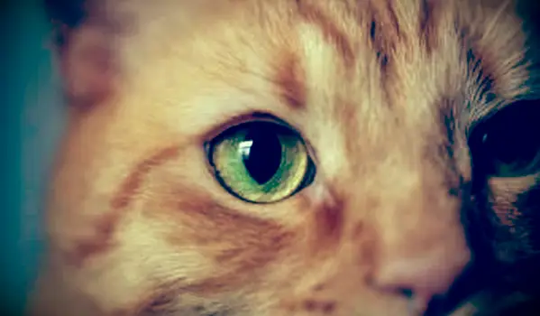 Značenie v tvare M na oranžovej mourovatej mačke