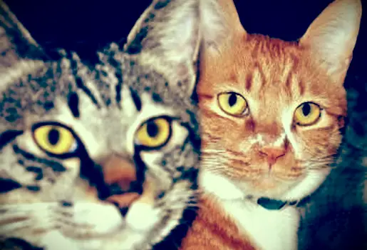 Očné linky na mačky pre mačky