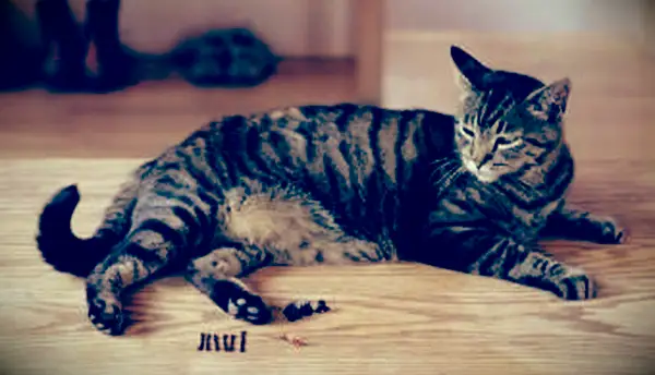 Makrela mourovatá mačka