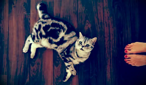 Klasická tabby mačka