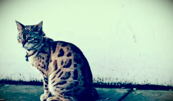 Mačka škvrnitá