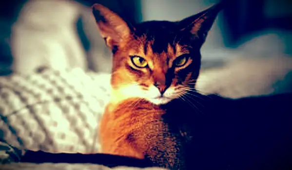 Zaškrtnutá tabby mačka