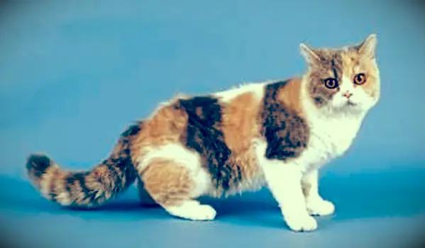 opravená tabby mačka