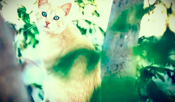 Svetlo oranžová tabby mačka