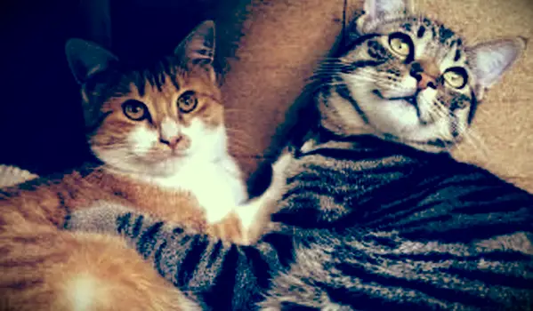 Farebné vzory mačacích mačiek