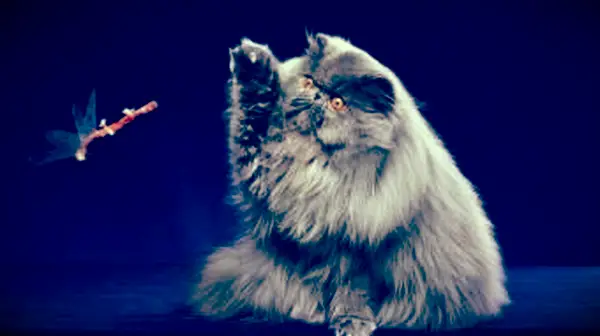 Gatinho Persa Cinzento