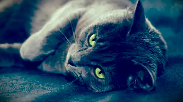 Gato Azul Russo em Jeans