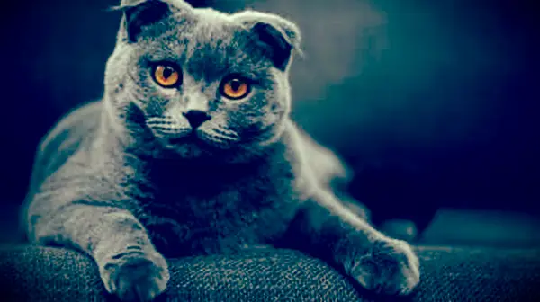 Gato Scottish Fold Shorthair