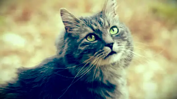 Gato siberiano cinza na floresta