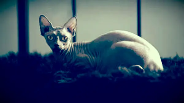 Gato Sphynx sentado no tapete
