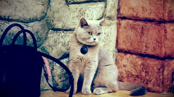 Gato surpreso com pêlo curto americano