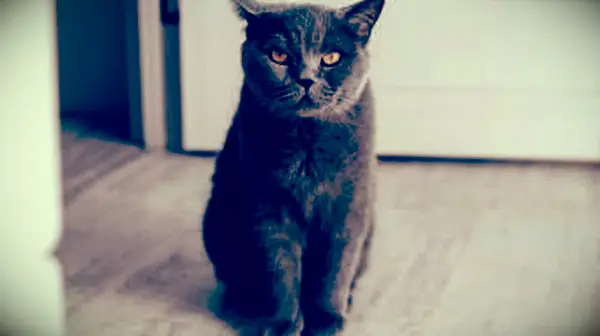 Cabelo curto britânico com pelo cinza azulado