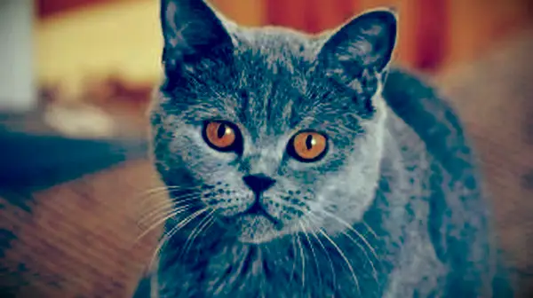 Gato Chartreux em casa