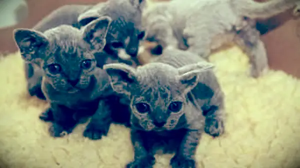 Ninhada Devon Rex gatinhos