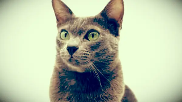 gato korat de raça pura