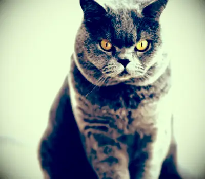 Nebelung sentado no chão em casa