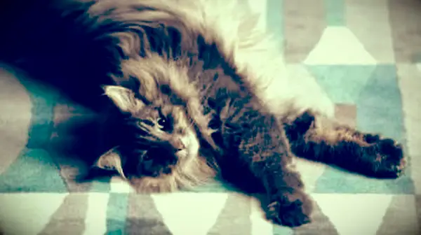 Floresta norueguesa deitada no tapete