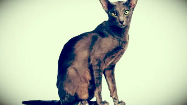 Oriental Shorthair sitting