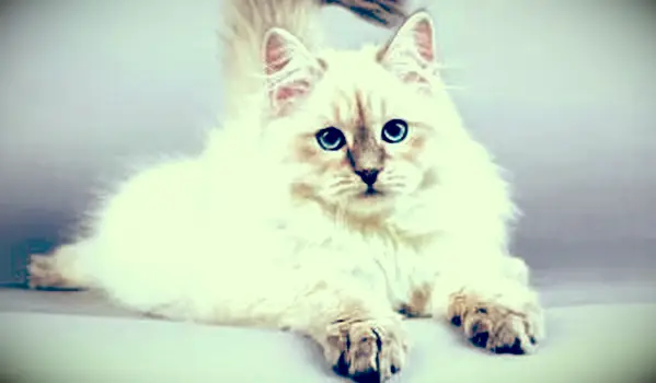 Merkmale der sibirischen Katzen