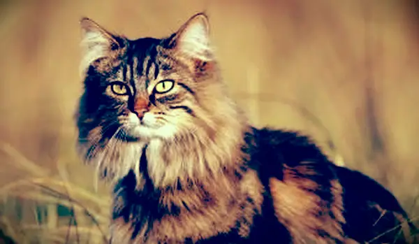 풀밭에서 노르웨이 숲 고양이