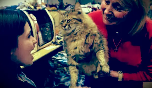 Pixiebob Longhair 갈색 얼룩 얼룩 무늬