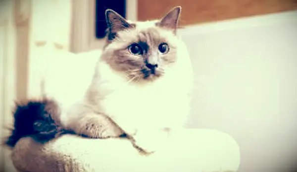 Ragdoll 고양이 고양이 기둥에 휴식