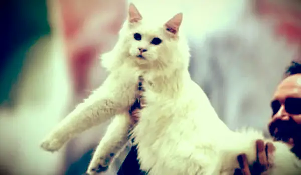 배심원이 안고있는 하얀 Ragamuffin 고양이