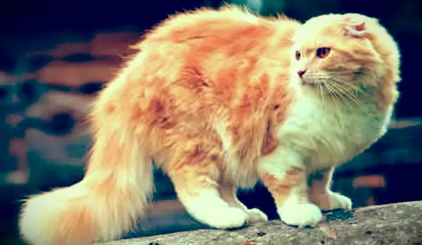 나무에 스코틀랜드 폴드 고양이