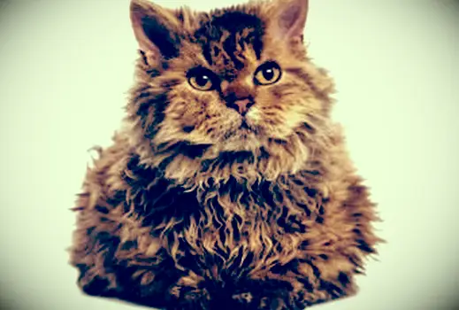 셀 커크 렉스 고양이의 전면보기