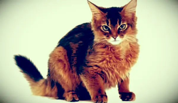 초상화에 앉아 소말리아 고양이