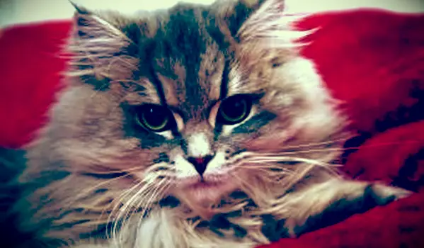 시베리아 고양이의 근접 촬영 초상화