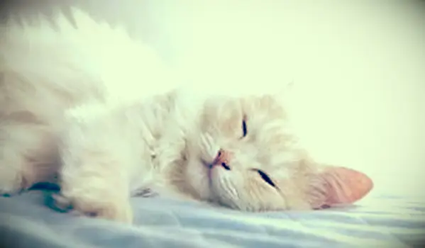 화이트 터키 앙고라 고양이 자