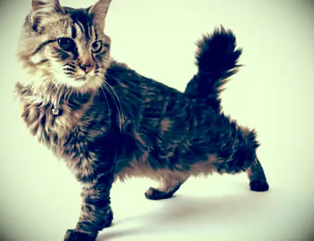 아메리칸 밥 테일 고양이 스트레칭