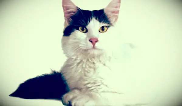 터키 반 고양이 누워