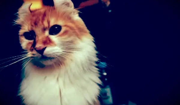 Roger Chari가 소유 한 American Curl 고양이